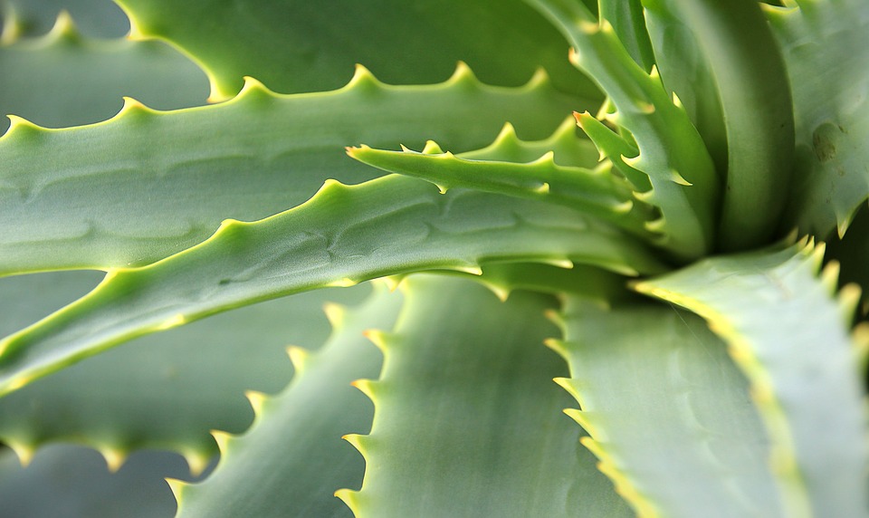 aloe-vera-ingredient